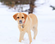 Labrador retriever