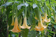 Engelstrompete - Datura suaveolens