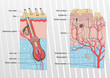 Human skin and hair anatomy illustration background vector