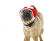 New Year dog wearing a red fool cap