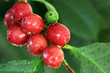 Photo: Kaffeekirschen, Früchte der Kaffeepflanze Kaffeekirschen, Früchte der Kaffeepflanze