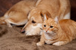 chat roux et chien