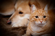 chat et chien roux