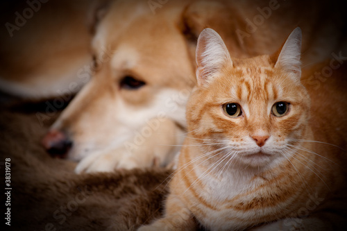 Photo: chat et chien roux chat et chien roux