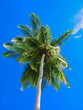 Coco palm on blue skies