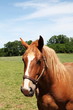 Portrait Of Chestnut Horse Head In Halter