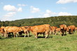 Herd Of Limousin Beef Cattle In Sunshine
