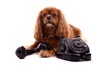 Hund Cavalier beim Telefonieren