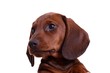 Dackel Welpe Portrait links