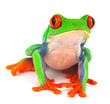 red eye treefrog