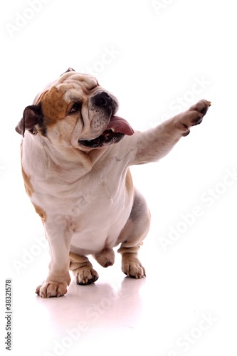 Photo: Hund englische Bulldogge zwinkert und zeigt mit Pfote Hund englische Bulldogge zwinkert und zeigt mit Pfote