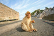 Monkey sitting on the road