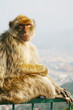 Monkey siting on the fence