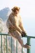 Monkey posing on the fence
