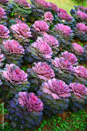 Photo: cabbage cabbage