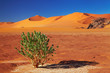 Single tree in Sahara Desert, Tadrart, Algeria
