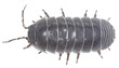 Pillbug isolated on white background, extreme close-up