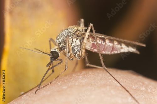 Photo: Mosquito sucking blood, extreme close up Mosquito sucking blood, extreme close up