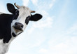 cow 2 (2)(10).jpg