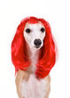 Hund mit roter Perücke