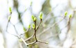 The first spring gentle leaves, buds and branches macro backgrou