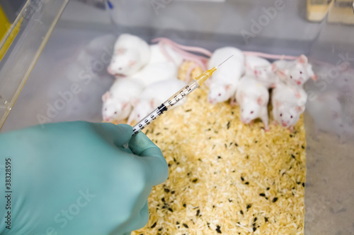 Photo: Scientist is going to vaccinate group of lab mice Scientist is going to vaccinate group of lab mice