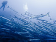 Big School of Barracudas with Scuba Diver II Big School of Barracudas with Scuba Diver II