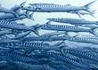 Large School of Barracudas, Ustica III Large School of Barracudas, Ustica III