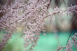 Beautiful spring background