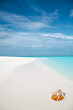 Shellfish on tropical sandy beach