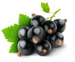 Black currants isolated on white