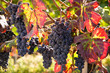Uva delle Langhe