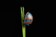 Bizarre Striped Ladybird (Ladybug) on Grass on Black Background