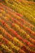 Vigneti delle Langhe in Autunno