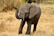 Foto: Elephnatenbaby Elephnatenbaby