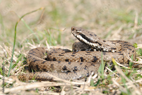 Photo: Asp viper (Vipera aspis francisciredi), Lombardia (Italy) Asp viper (Vipera aspis francisciredi), Lombardia (Italy)