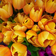 fake yellow tulips, floral background