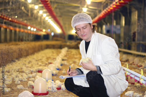 Foto: Veterinarian working on chicken farm Veterinarian working on chicken farm
