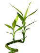 Green Bamboo