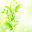 Green sprout