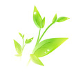Green sprout