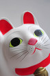 Welcome cat-57