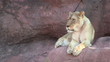 Lion Turns To Look