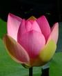 Teichrose