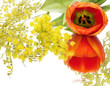 tulip and mimosa spring flowers