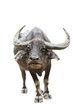 Thai buffalo Isolated on white with clipping path