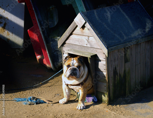 Photo: Bulldog Bulldog