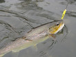Trout fishing