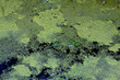 Marre et lentille d'eau