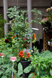 Tomato plant with red and green fruits